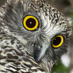 Wide eyes of the powerful owl